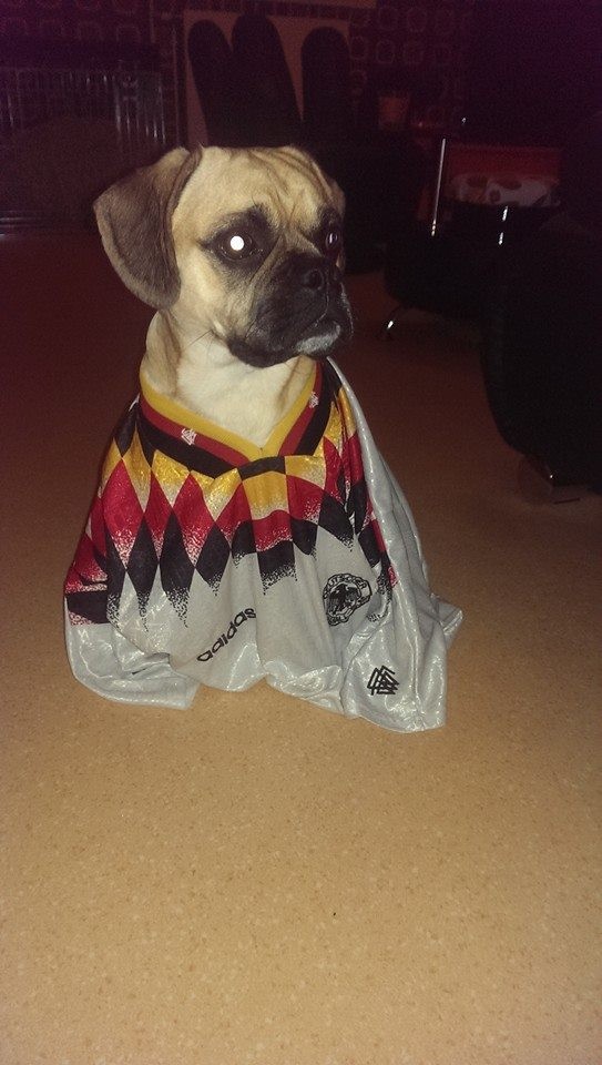 Mr Gadget lebt als Deutscher Puggle unter den Franzosen :-)