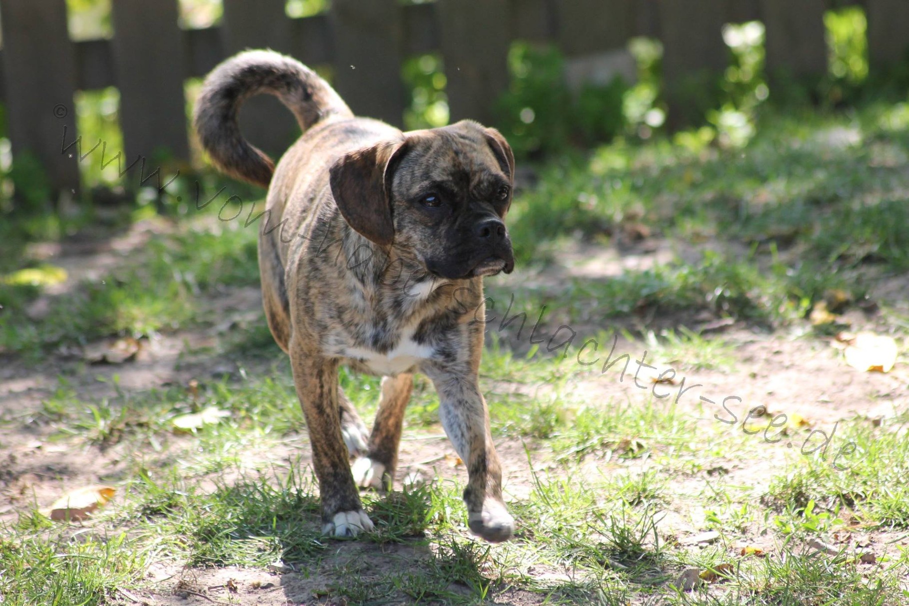 Ronja ist bei uns geblieben und mischt in Haberschlacht das Rudel auf :-)