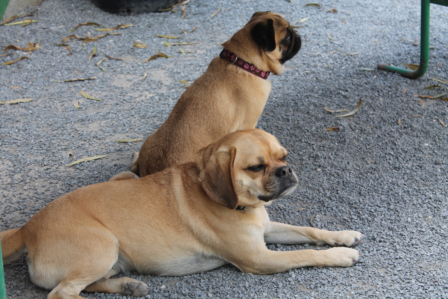 Mops und Puggle ein tolles Bild (soviel Ruhe)