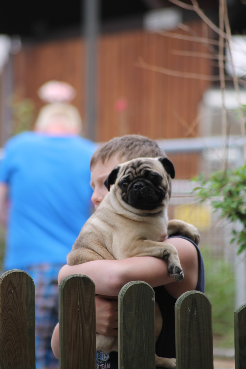 Mops Emma ist auch mit von der Partie