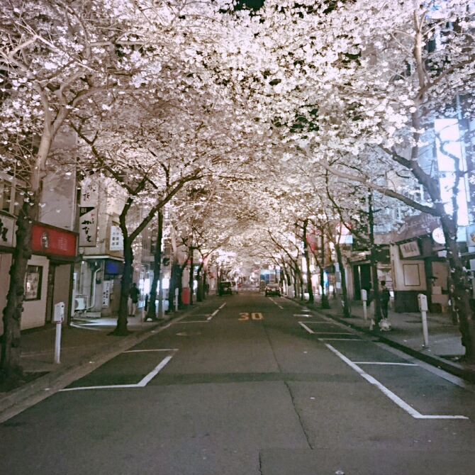 東京駅のバス乗り場付近の桜