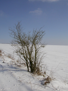 Diese Farbfotografie von Thorsten Hülsberg zeigt eine Winterimpression aus der Nähe von Bremen.