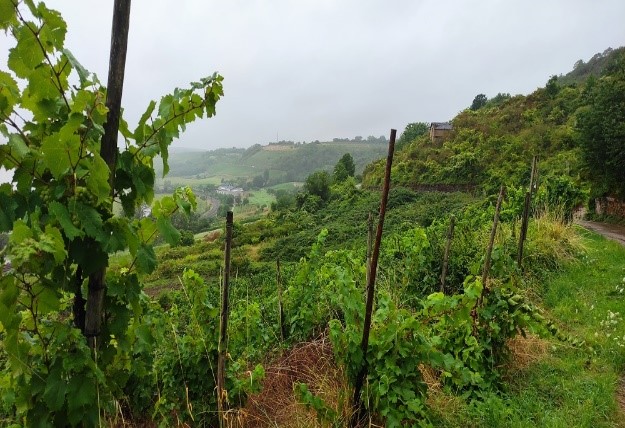 NABU/Gudrun Zolitschka_Bewirtschaftete und aufgegebene Weinberge