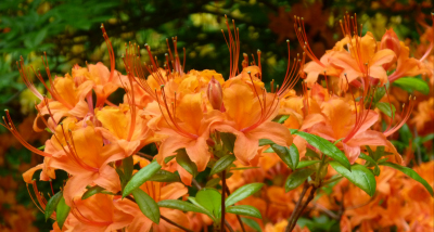 Leinwand, Motiv Rhododendron, 40x20 cm
