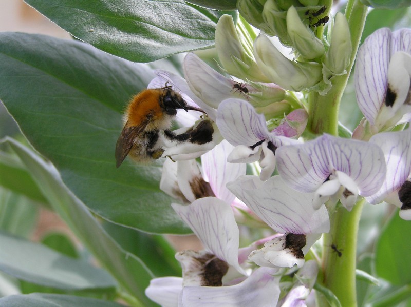 bombus pascuorum sur fève