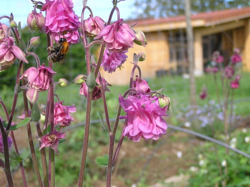 pollinisation ancolie var. ancienne