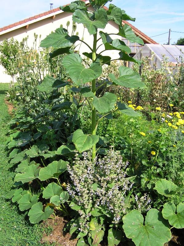 association végétale au jardin potager