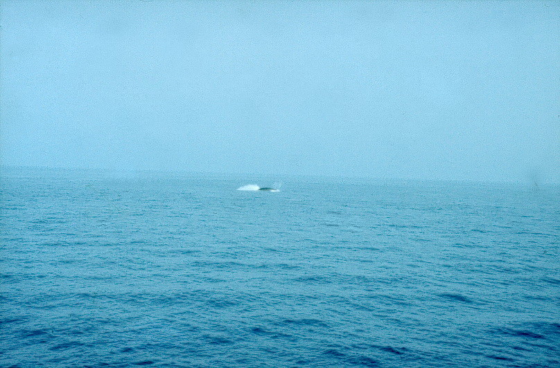 Buckelwale in Sicht am 17. juni 1984