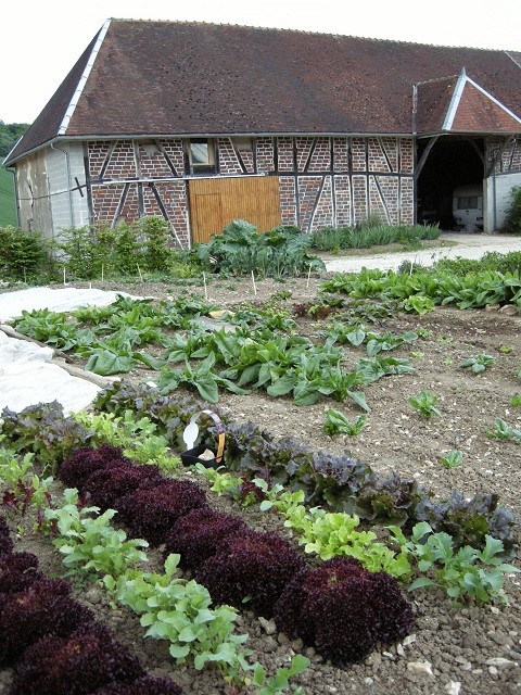 légumes dans le jardin