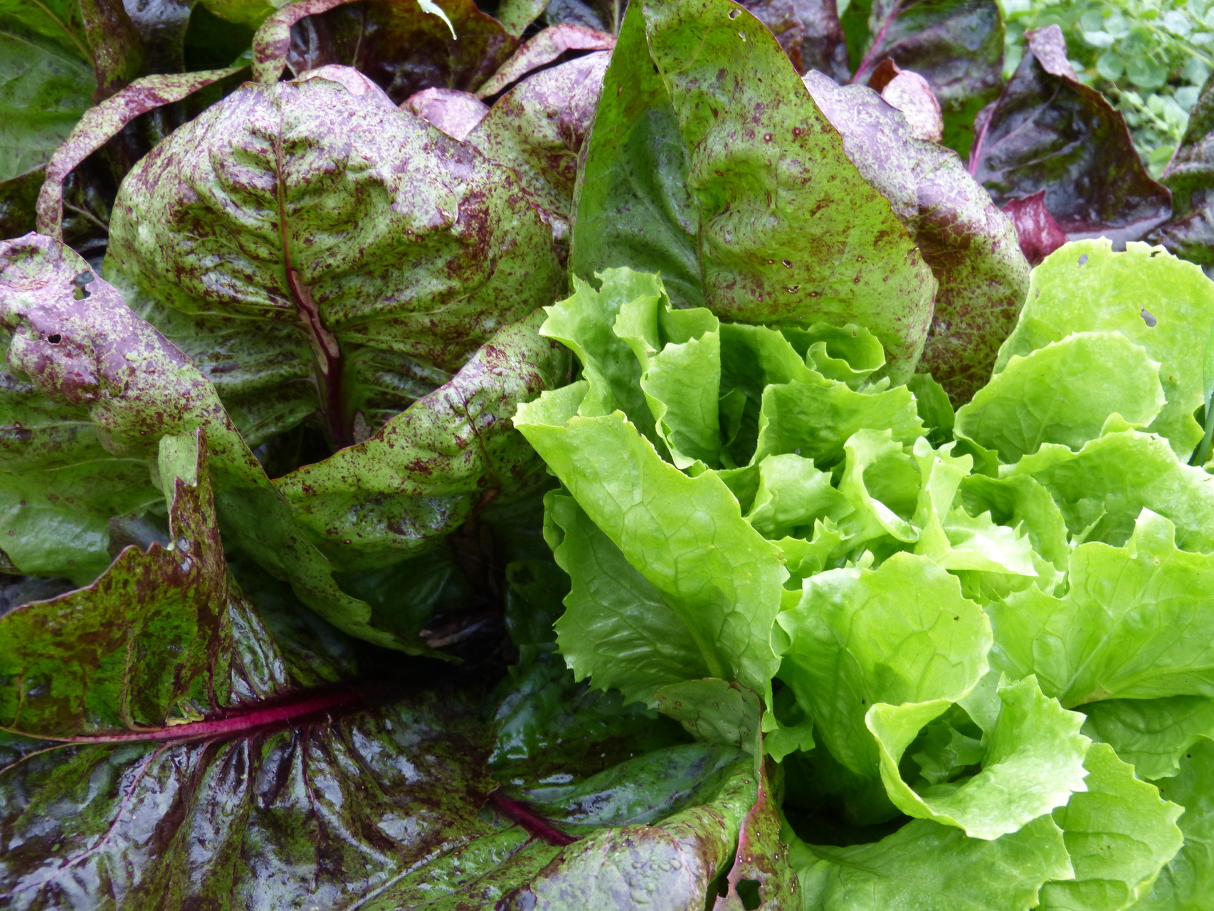 salade prête à être cueillies mai 2015