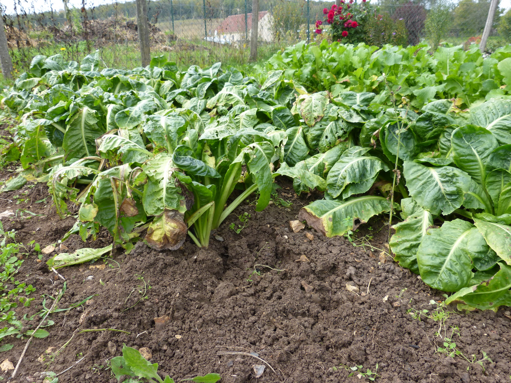 endives dans le jardin automne 2015