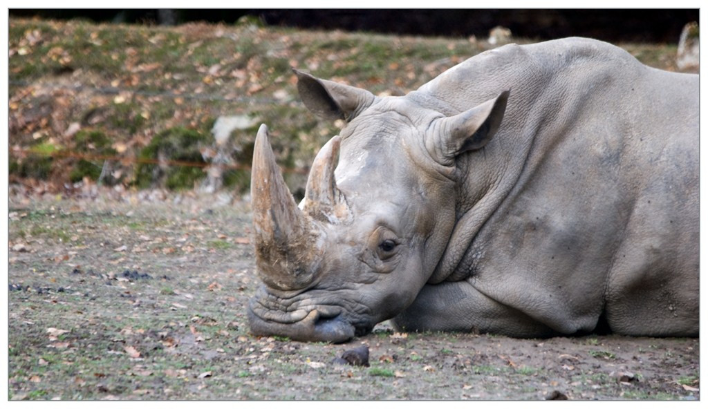 Rhinoceros 012