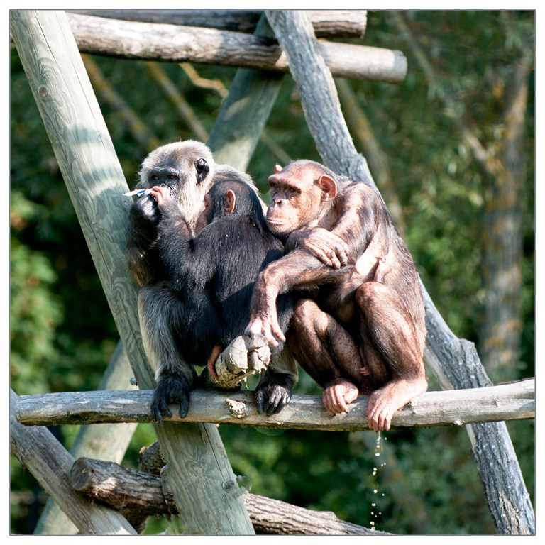 Chimpanzé 016