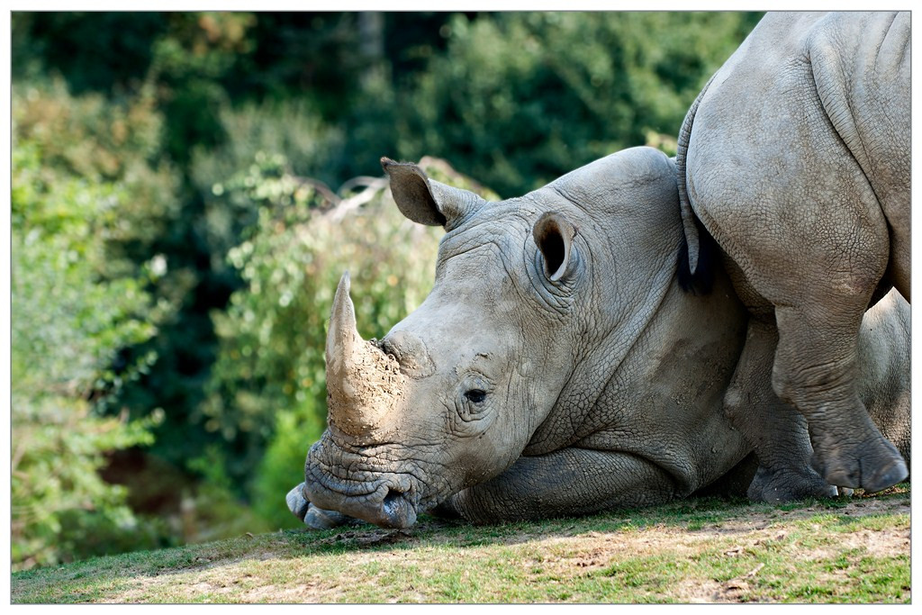 Rhinoceros 011