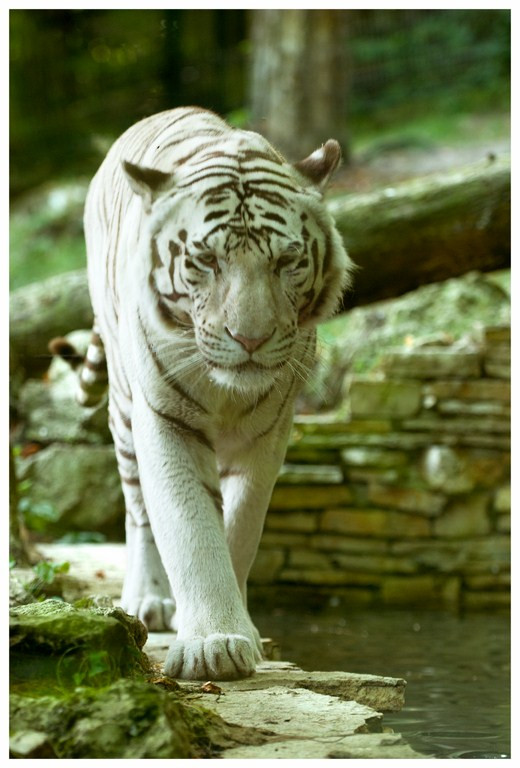 Tigre blanc - 007
