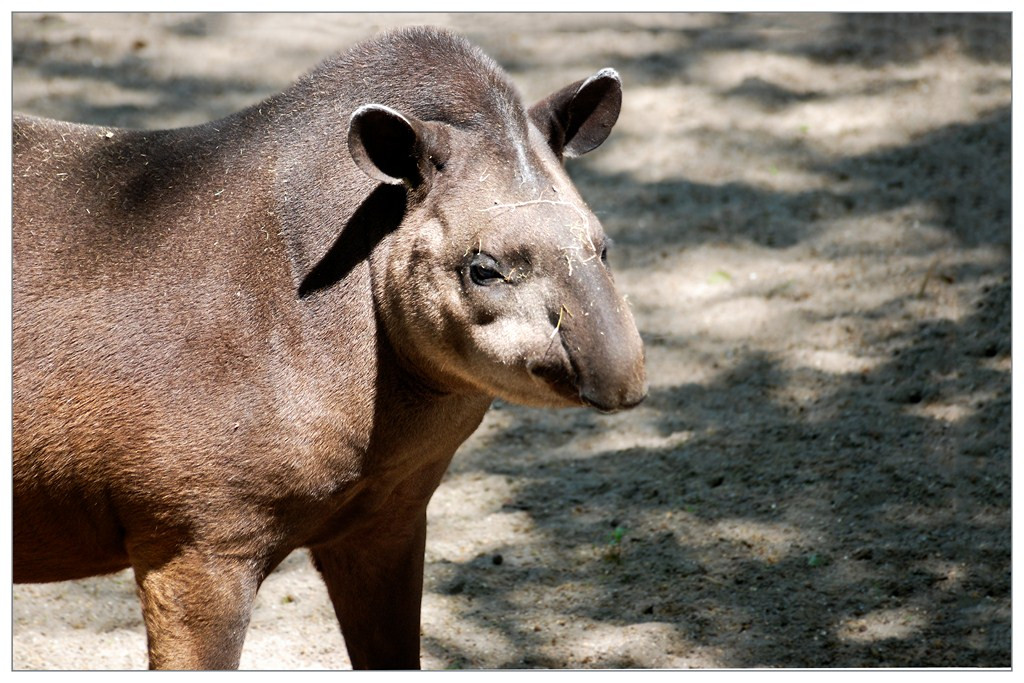 Tapir 002