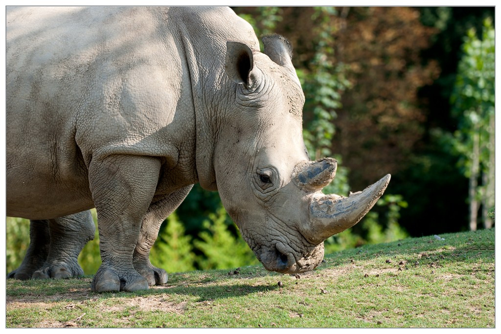 Rhinoceros 008