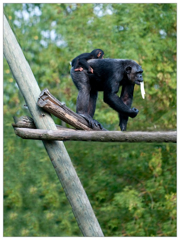 Chimpanzé 017
