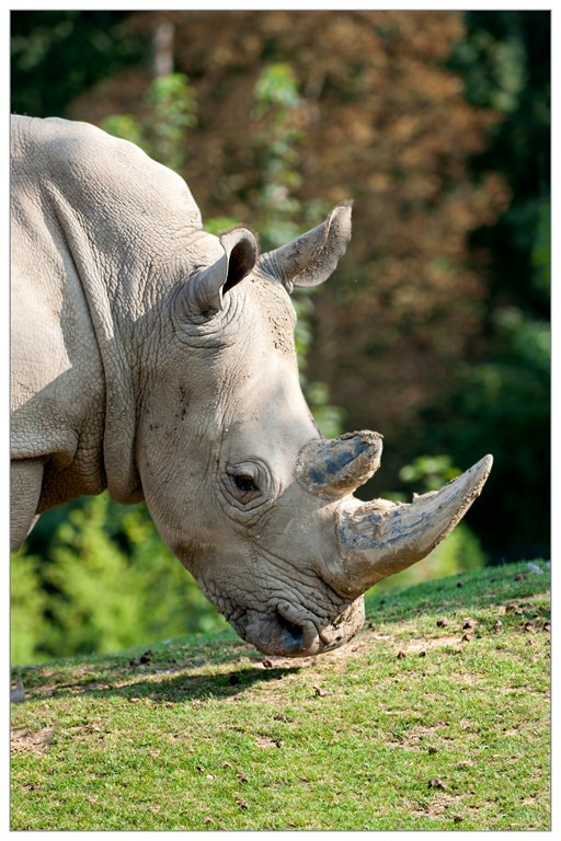 Rhinoceros 007