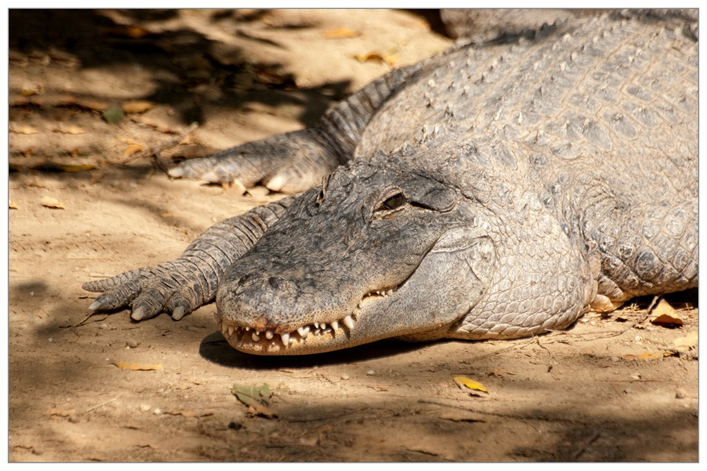 Crocodile 001