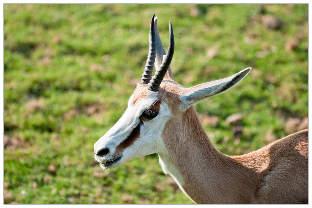 Antilope 015
