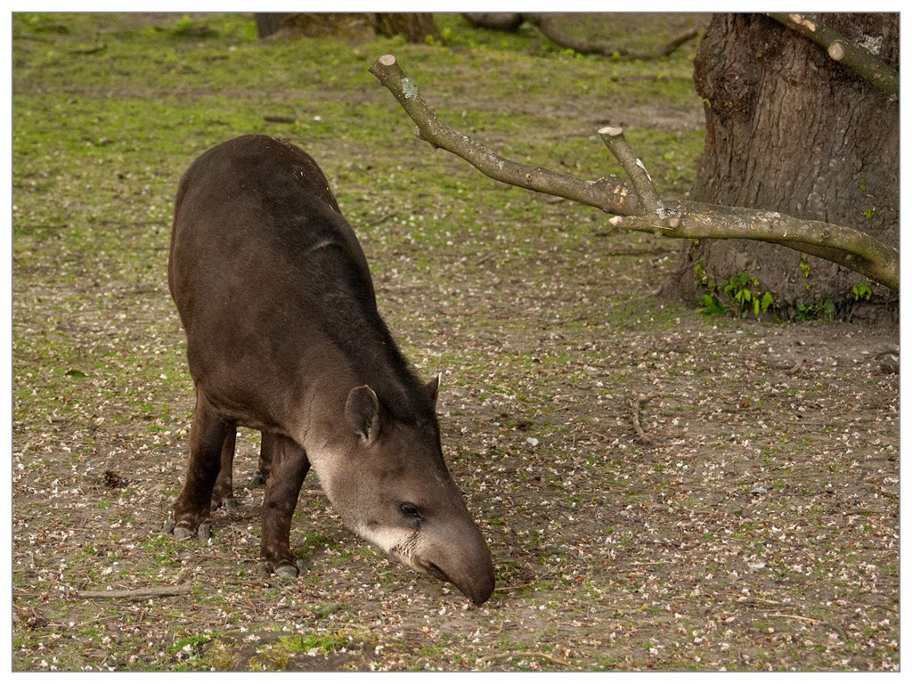 Tapir 003