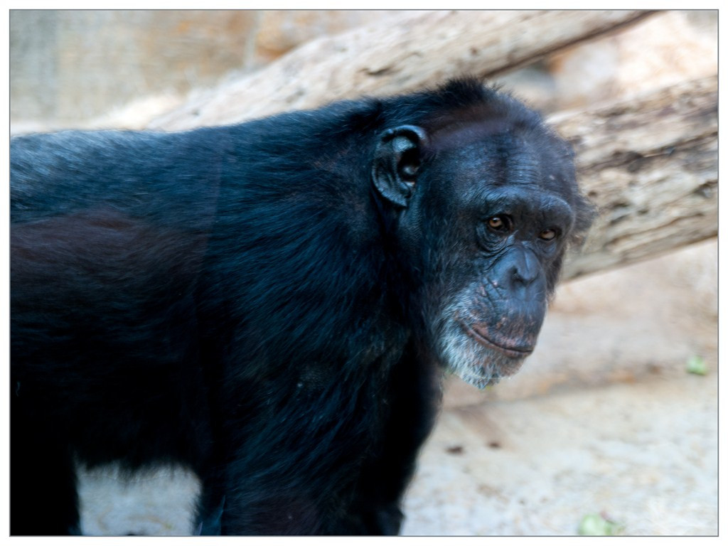 Chimpanzé 014