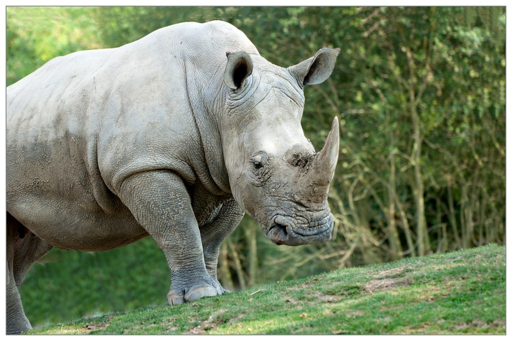 Rhinoceros 004