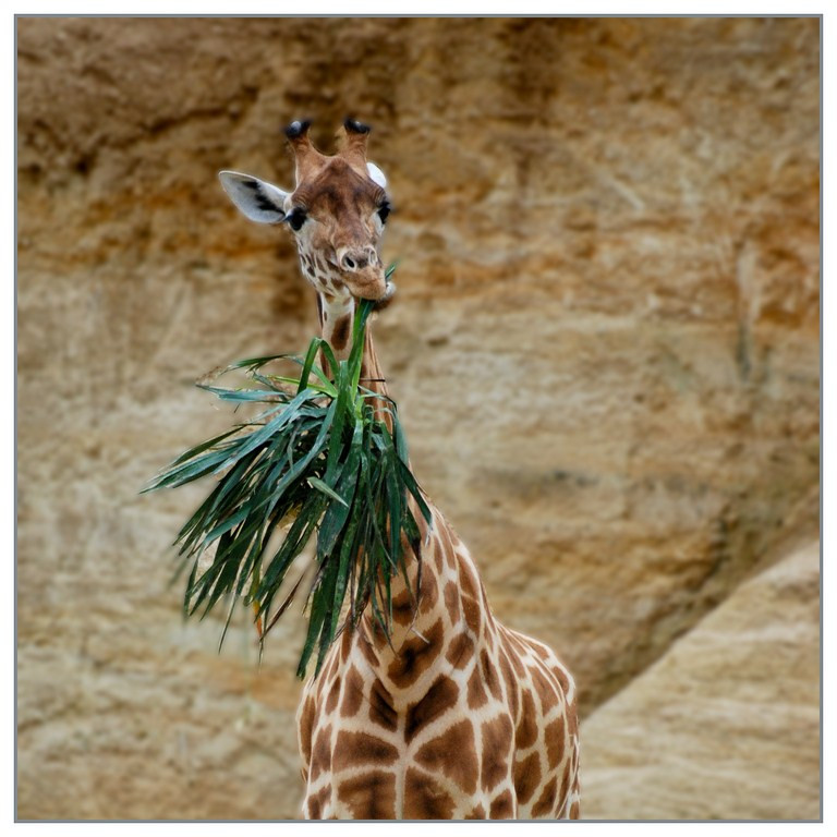 Girafe  - 009