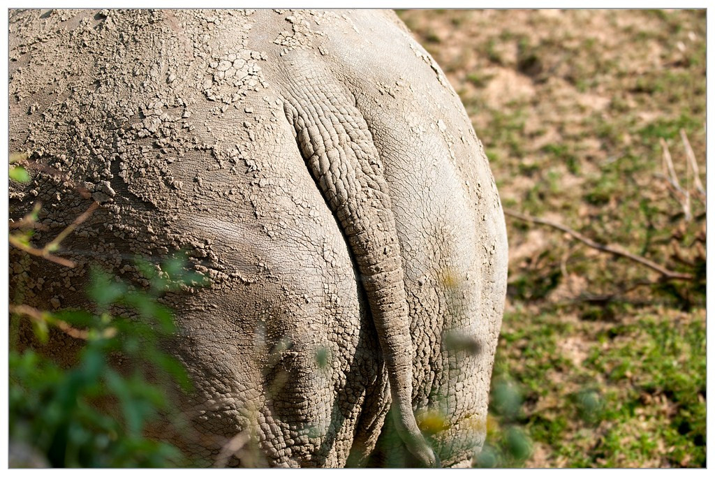 Rhinoceros 009