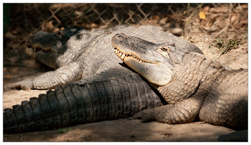 Crocodile 006