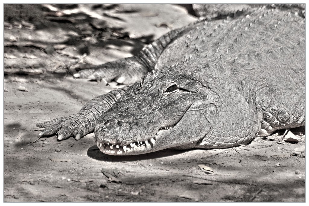 Crocodile 002