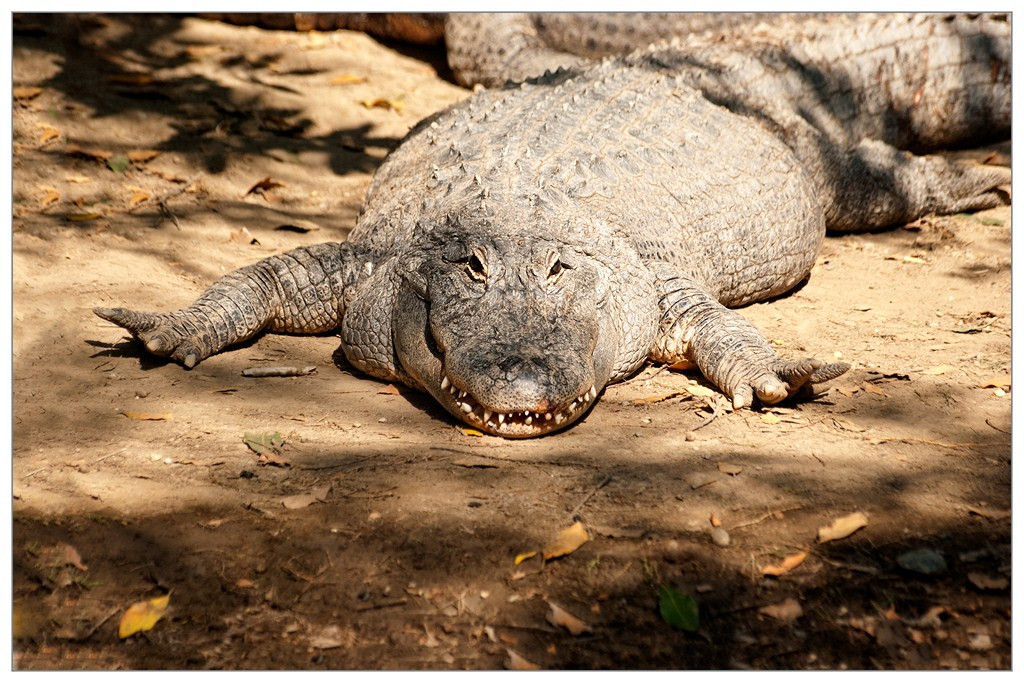 Crocodile 003