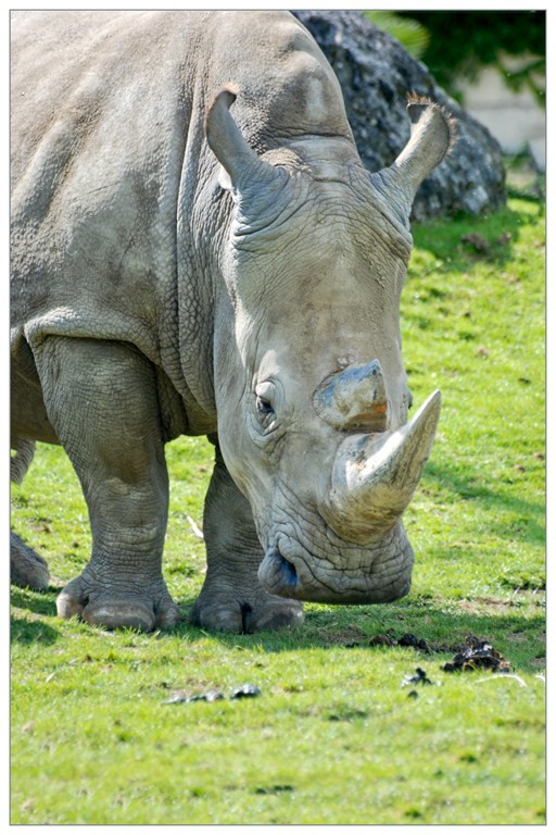 Rhinoceros 001