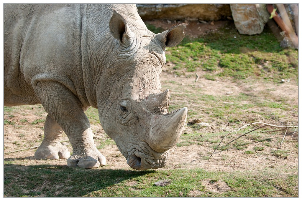 Rhinoceros 006