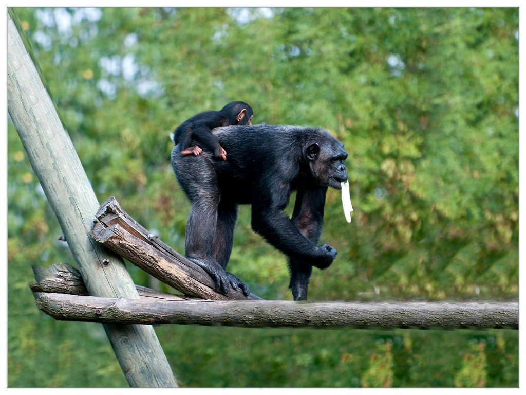 Chimpanzé 008