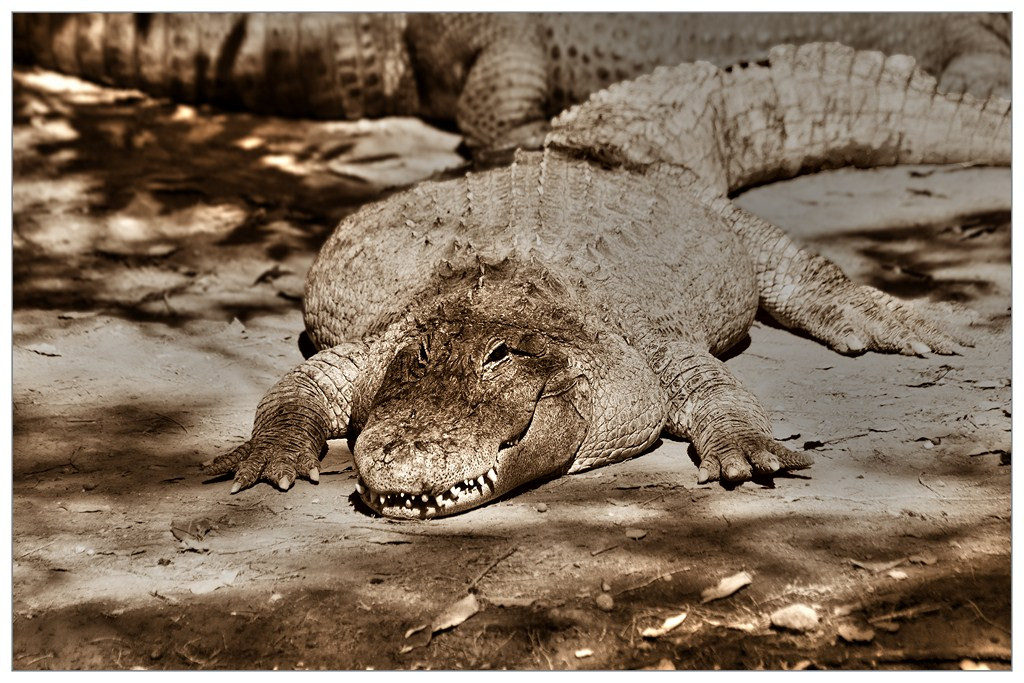 Crocodile 008