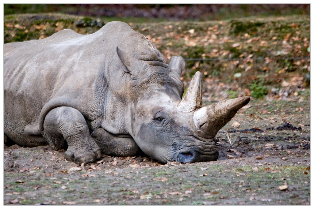 Rhinoceros 013