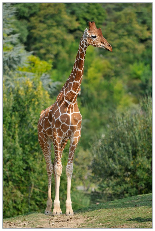 Girafe  - 002