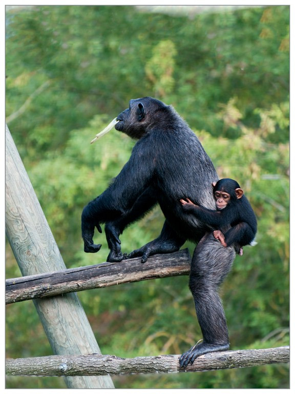 Chimpanzé 009