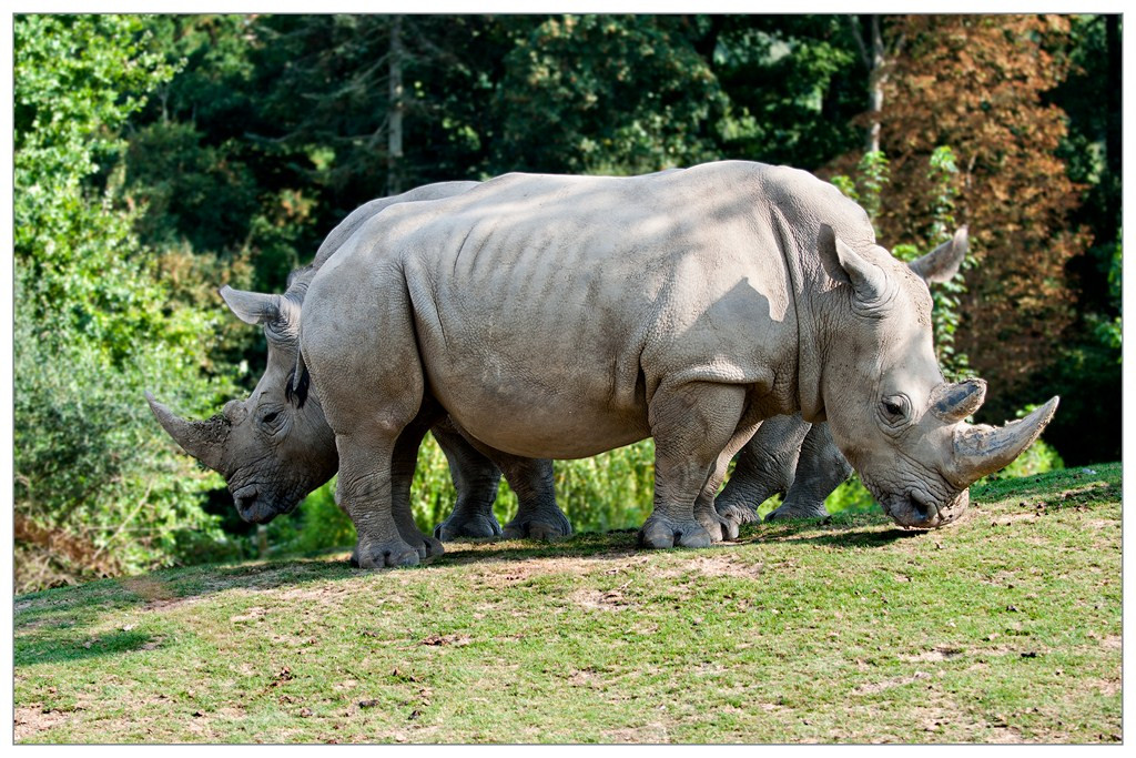 Rhinoceros 010