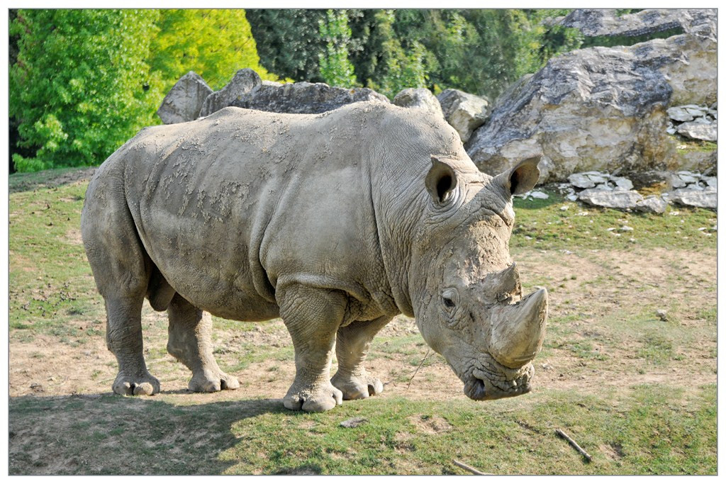 Rhinoceros 003