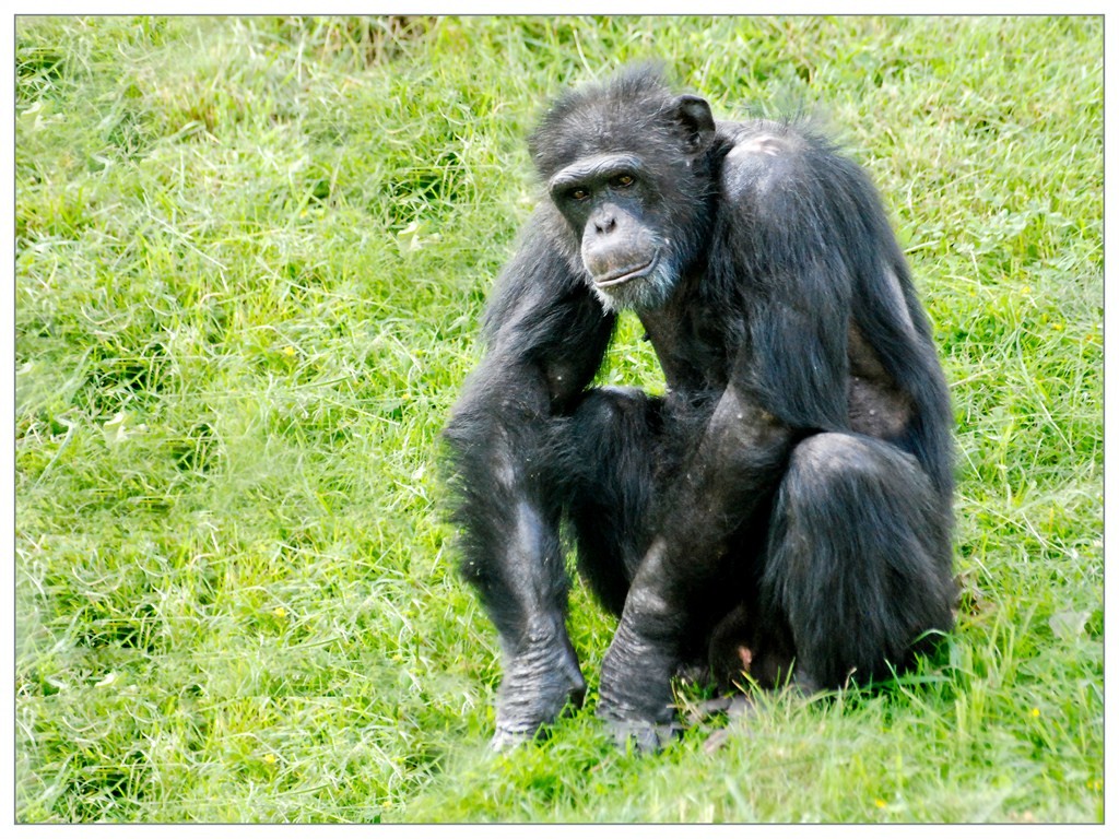 Chimpanzé 011
