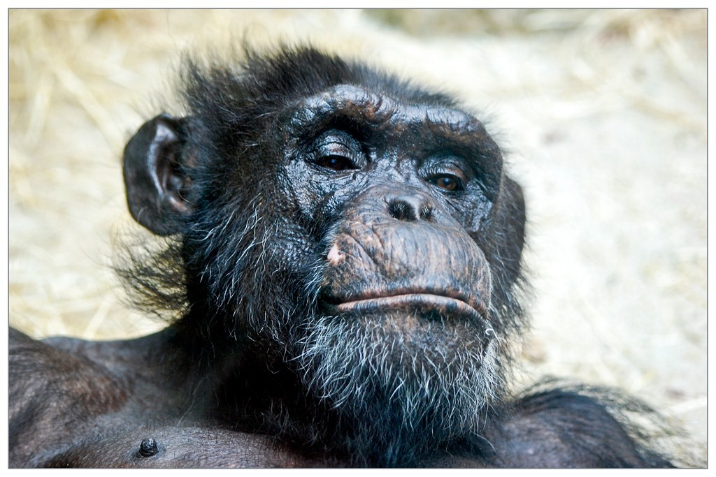 Chimpanzé 012