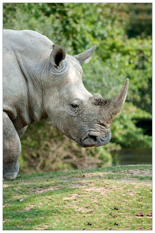 Rhinoceros 005