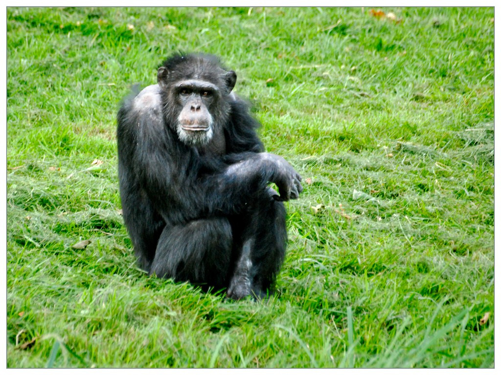 Chimpanzé 018