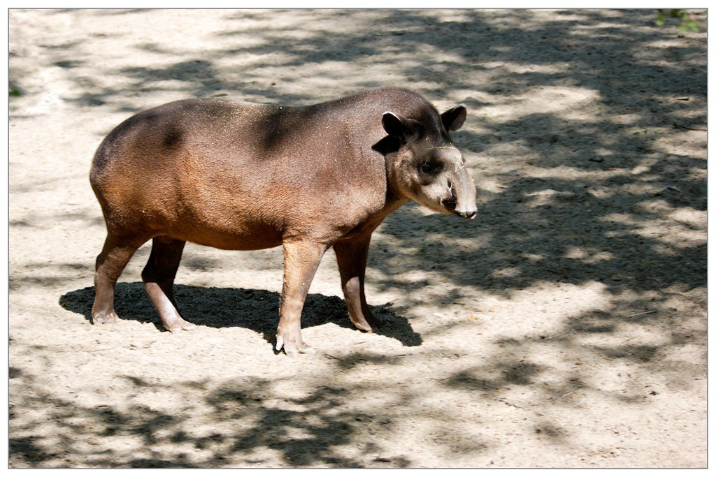 Tapir 001