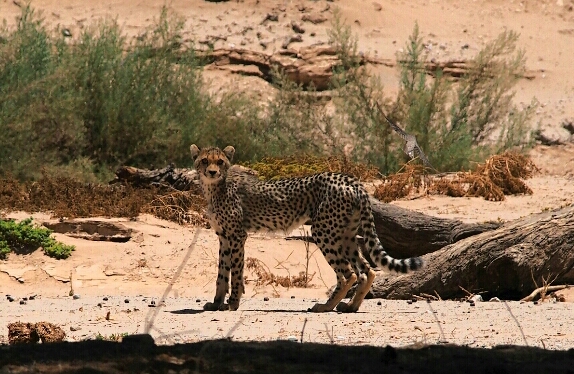 Guépard ; Hoanib ; Namibie. Nature Maxime Lelièvre