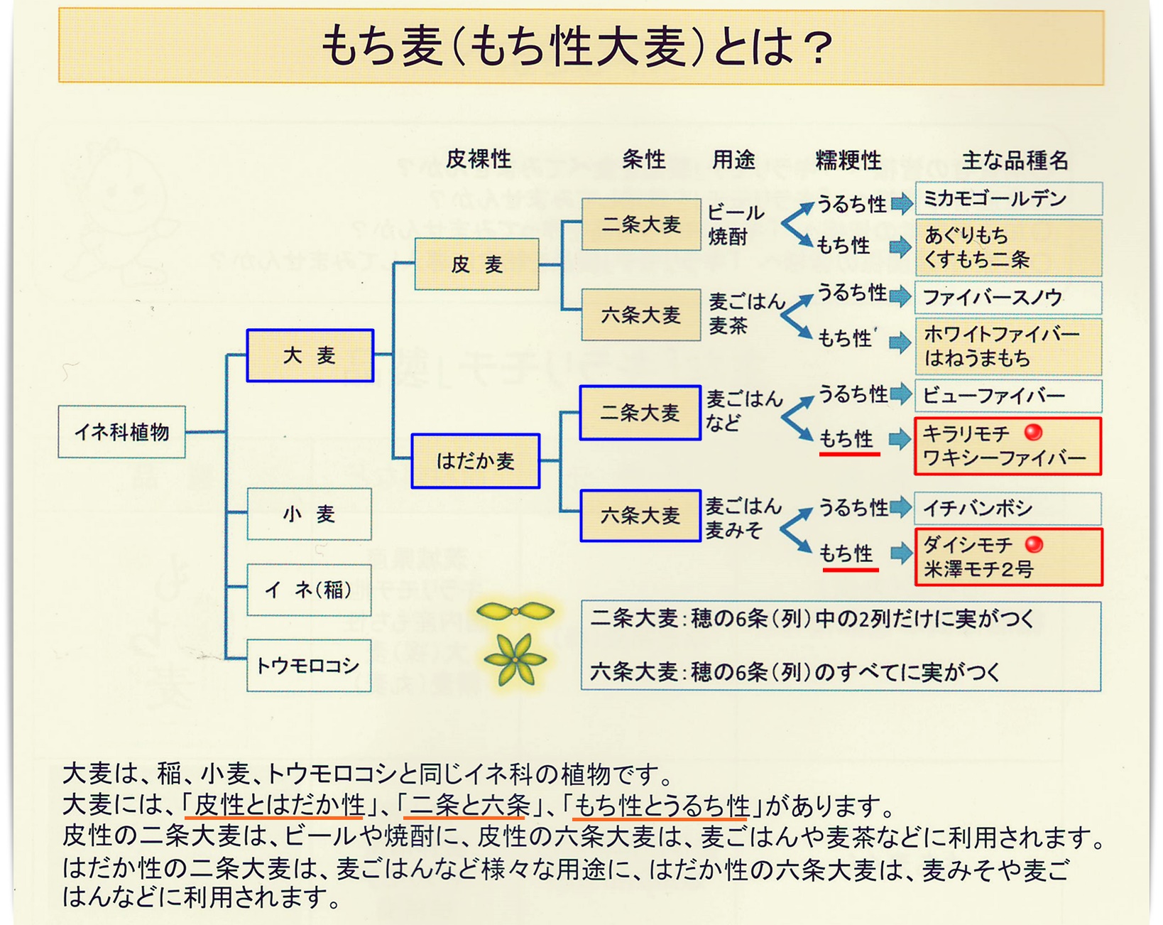 麦の種類（小麦、大麦） - ライスピア米蔵【㈲盛実米穀】