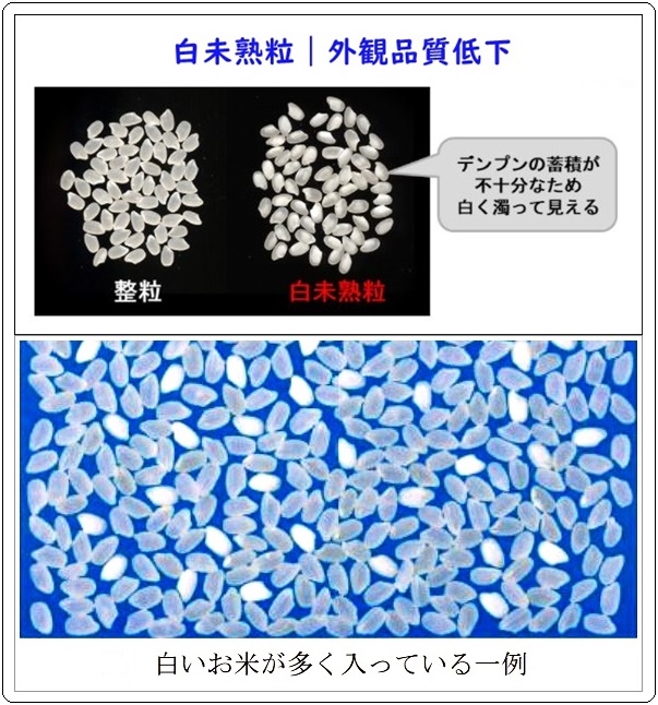 温暖化 コメ収量20％減少｜今世紀末！｜農研機構 - ライスピア米蔵